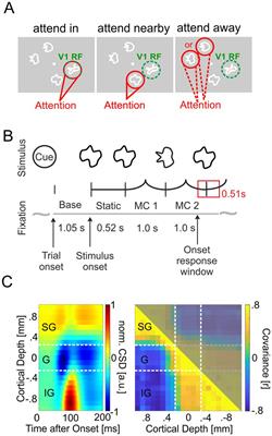 Three distinct gamma oscillatory networks within cortical columns in macaque monkeys’ area V1